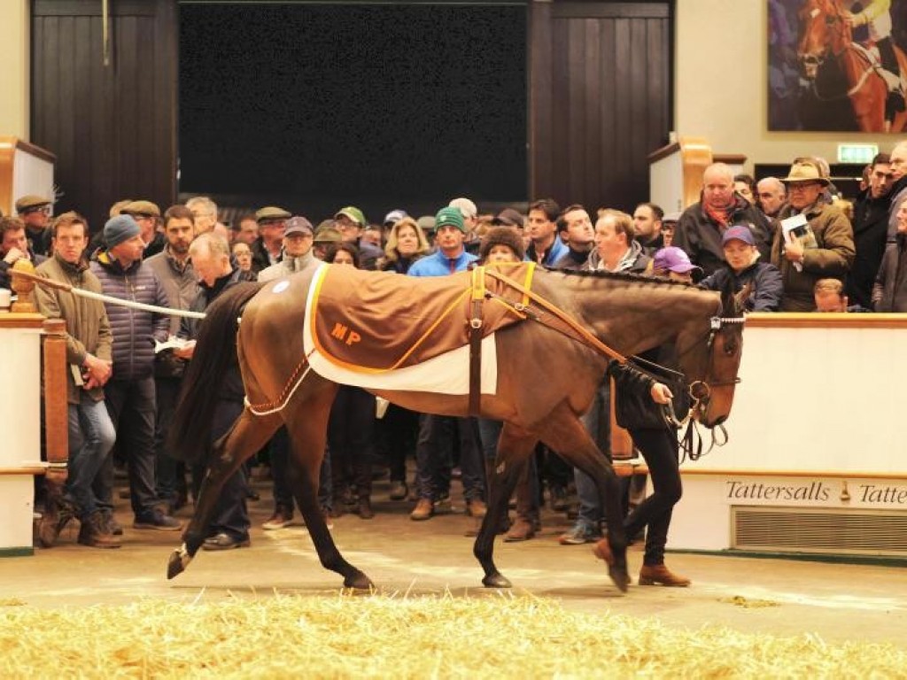 Foto: Mercado: Coolmore arremata Marsha por 6 milhões de guinéus e estabelece novo recorde nos leilões europeus